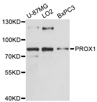 PROX1 Antibody