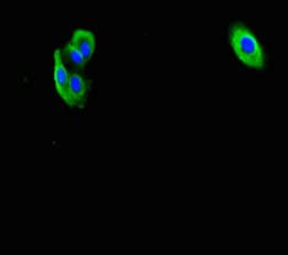F2R / Thrombin Receptor / PAR1 Antibody
