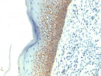 CDH1 / E Cadherin Antibody (clone SPM381, Azide-free, BSA-free)