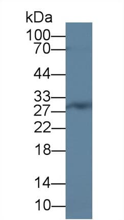 C/EBP Delta / CEBPD Antibody (aa51-252, APC)