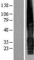 CACNG5 Protein (Over-Expression Lysate Myc-DDK (Flag))