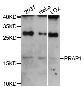 PRAP1 Antibody (AP)