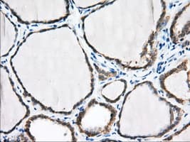 PDE4A / PDE4 Antibody (clone OTI7D11)