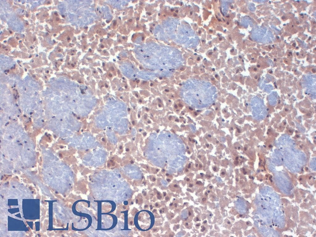 HCN2 Antibody (aa761-863, clone S71-37, Biotin)