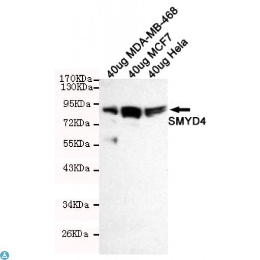 Monoclonal Mouse anti-Human SMYD4 Antibody (WB)