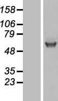 UGT1A / UGT1A1 Protein (Over-Expression Lysate Myc-DDK (Flag))