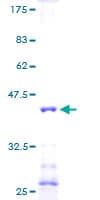 Human NDUFA6 Protein (Recombinant GST)