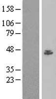 BAF53 / ACTL6A Protein (Over-Expression Lysate Myc-DDK (Flag))