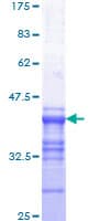 Human MYB / c-Myb Protein (Recombinant GST, N-terminus)