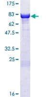 Human PRKAR1B Protein (Recombinant GST)