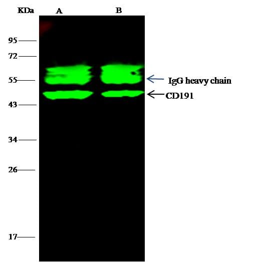Monoclonal Rabbit anti-Human CCR1 Antibody (clone 002, Preservative Free, WB)