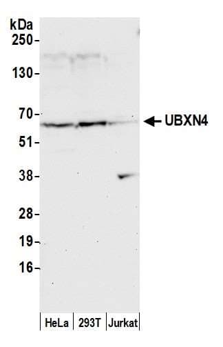 UBXD2 / UBXN4 Antibody (aa458-508)