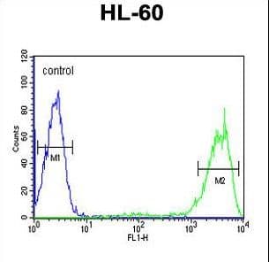 PathPlus™ Polyclonal Rabbit anti-Human RAB5A / RAB5 Antibody (aa182-211, IHC, IF, WB)