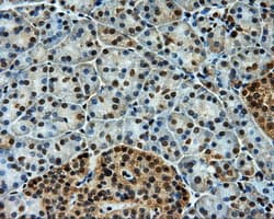 MCL1 / MCL 1 Antibody (clone OTI10D10, Carrier-free)
