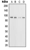 CD71 / Transferrin Receptor Antibody (N-Terminus)