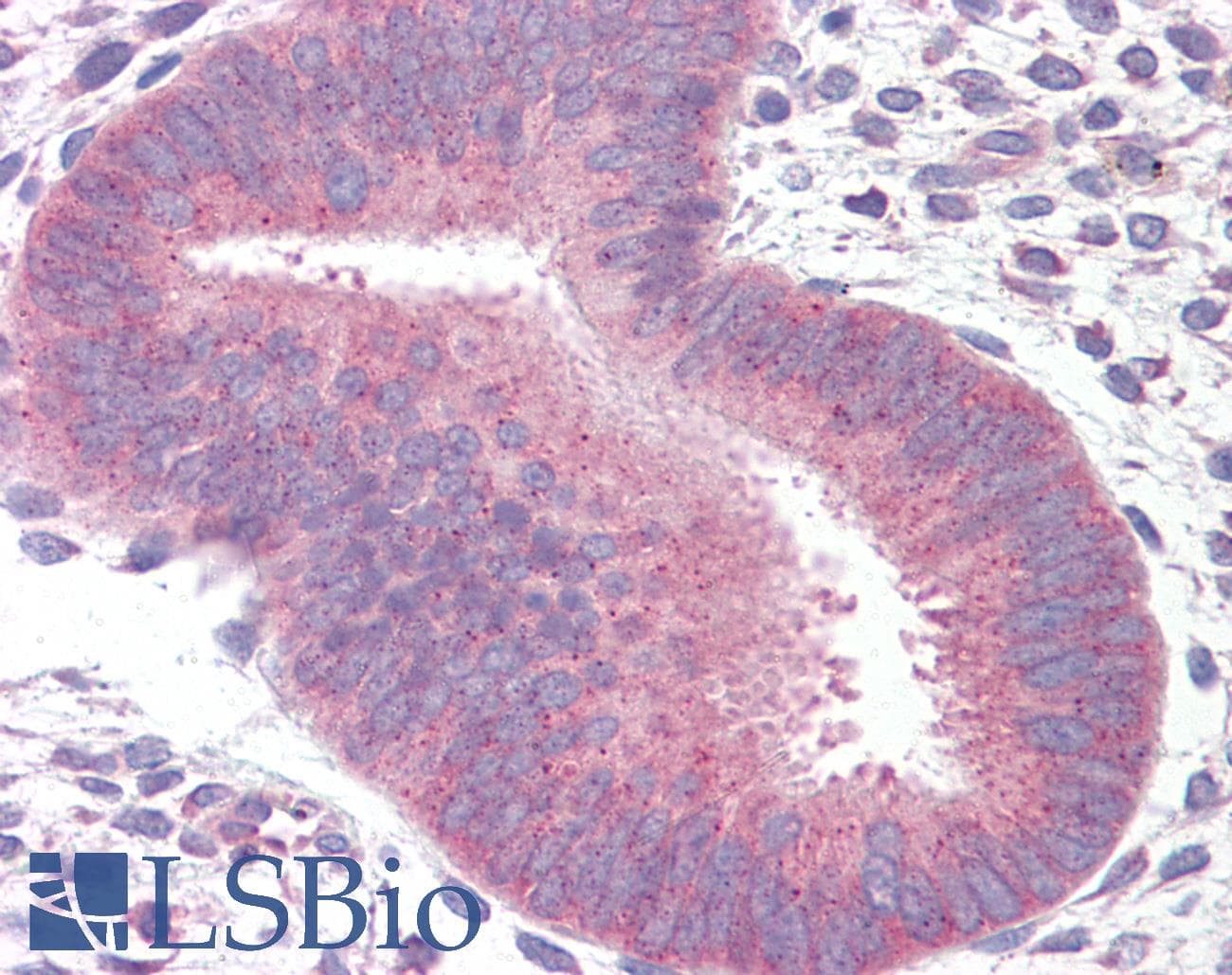 IHC-plus™ Polyclonal Rabbit anti-Rat 14-3-3 Antibody (C-Terminus, IHC, WB)