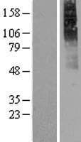 CHRM2 / M2 Protein (Over-Expression Lysate Myc-DDK (Flag))