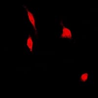 PSMA4 Antibody