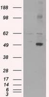 CD4 Antibody (clone OTI18E3)