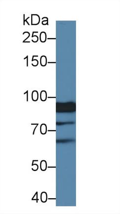 XYLT2 Antibody (aa596-865, PE)