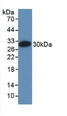 EMILIN1 / EMI Antibody (aa684-899)
