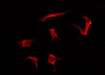 OR2G3 Antibody