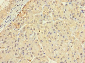 CERKL Antibody