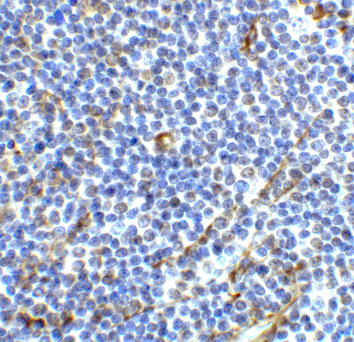 ICOS / CD278 Antibody