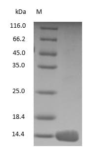 Hemoglobin Protein (Native)