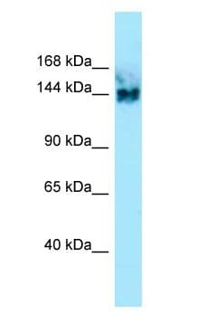 SYNGAP Antibody (aa1177-1226)