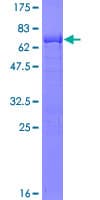 Human GINS1 / PSF1 Protein (Recombinant GST)