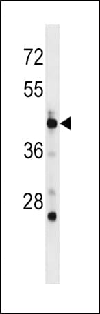 POLD3 Antibody (aa416-443)