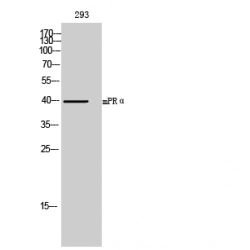 PAQR7 / mSR Antibody (270-350 aa, C-terminal)