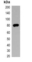 Monoclonal Mouse V5 Tag Antibody (IF, WB)