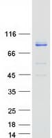 Human ACSL4 / FACL4 Protein (Recombinant Myc-DDK (Flag))