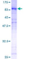 Human FOXN3 / CHES1 Protein (Recombinant GST)