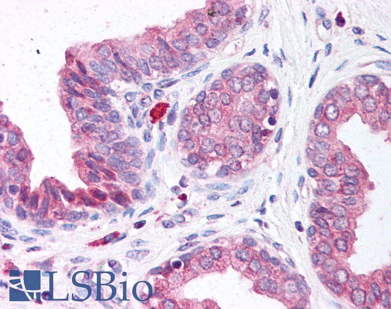 NUDT1 / MTH1 Antibody (C-Terminus, Biotin)