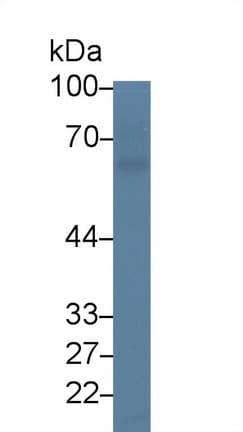 PVRL2 / CD112 Antibody (aa76-353, APC)
