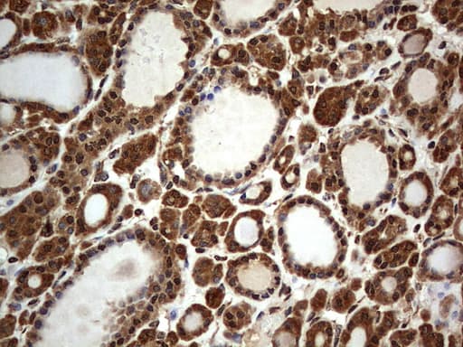 H2AFY2 Antibody (aa2-261, clone OTI1C2)