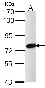 PRPF39 Antibody (aa146-415)