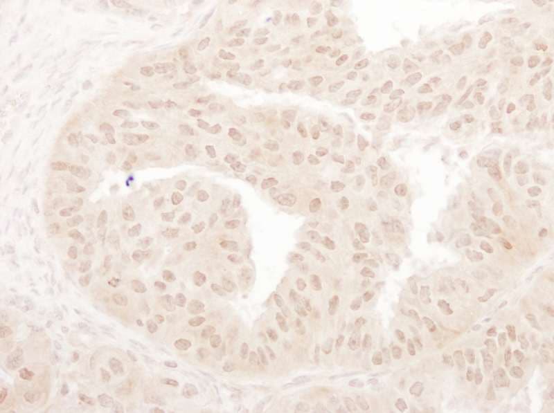 MYST1 Antibody (aa1-50)