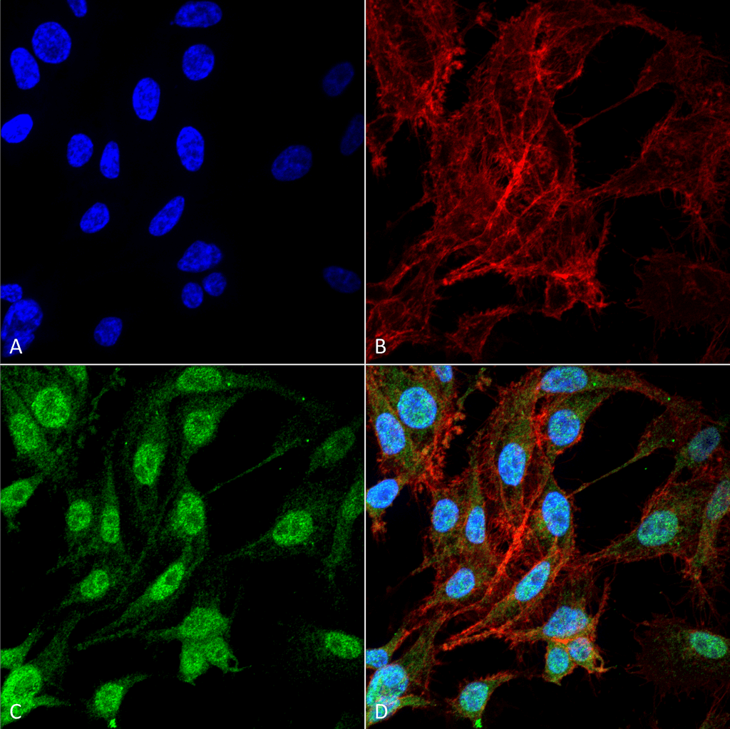 NFE2L2 / NRF2 Antibody (RPE)