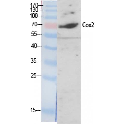 PTGS2 / COX2 / COX-2 Antibody (530-610 aa, C-terminal)