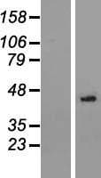Human NSUN3 Protein (Over-Expression Lysate Myc-DDK (Flag))