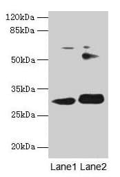 ITM2A Antibody (aa79-263)