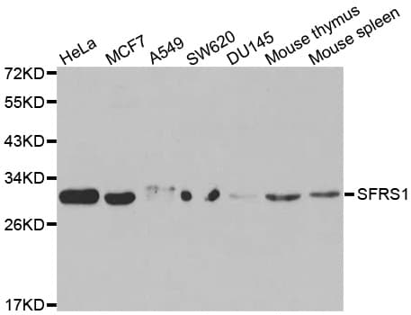 SRSF1 / SF2 Antibody