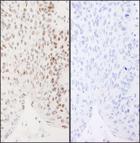 XRCC1 Antibody (phospho-Ser461)