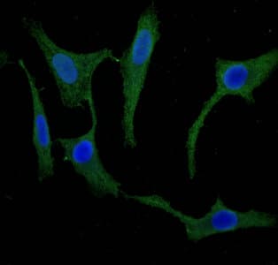 SCGN / Secretagogin Antibody