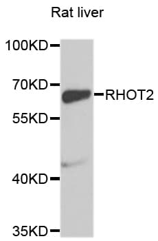 RHOT2 Antibody