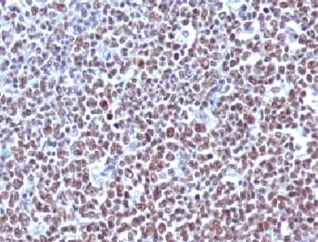 CCNB1 / Cyclin B1 Antibody (clone BCLB1-1, Azide-free, BSA-free)